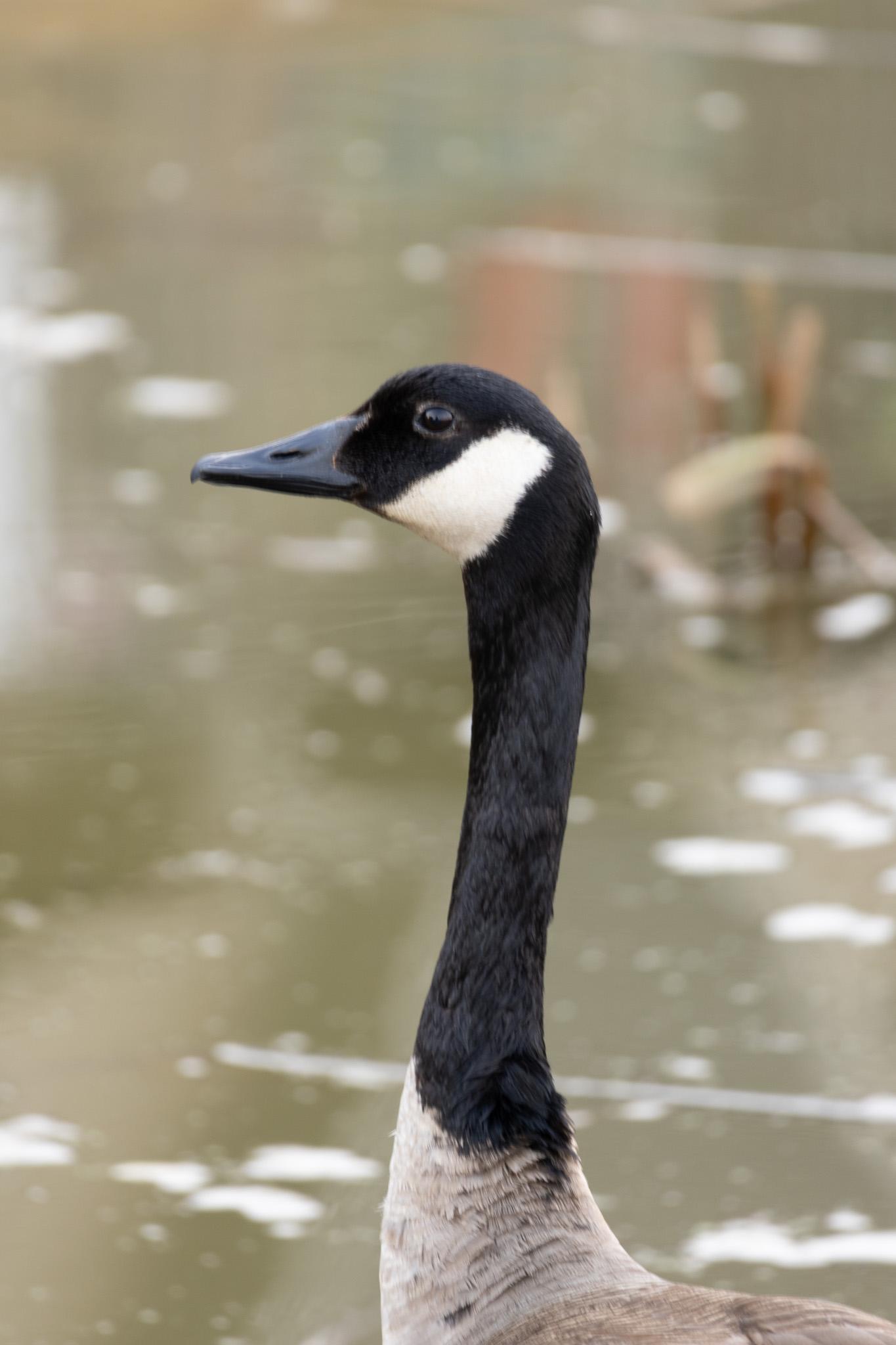Close-up of a Canada goose's black head and long black neck with its white chin strap, against a blurred pond.
