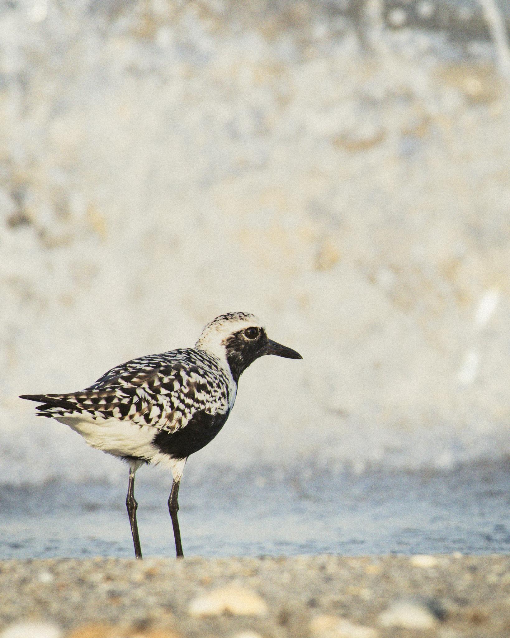 A black-bellied plover with speckled black-and-white feathers and a black face standing at the water's edge on a sandy beach.