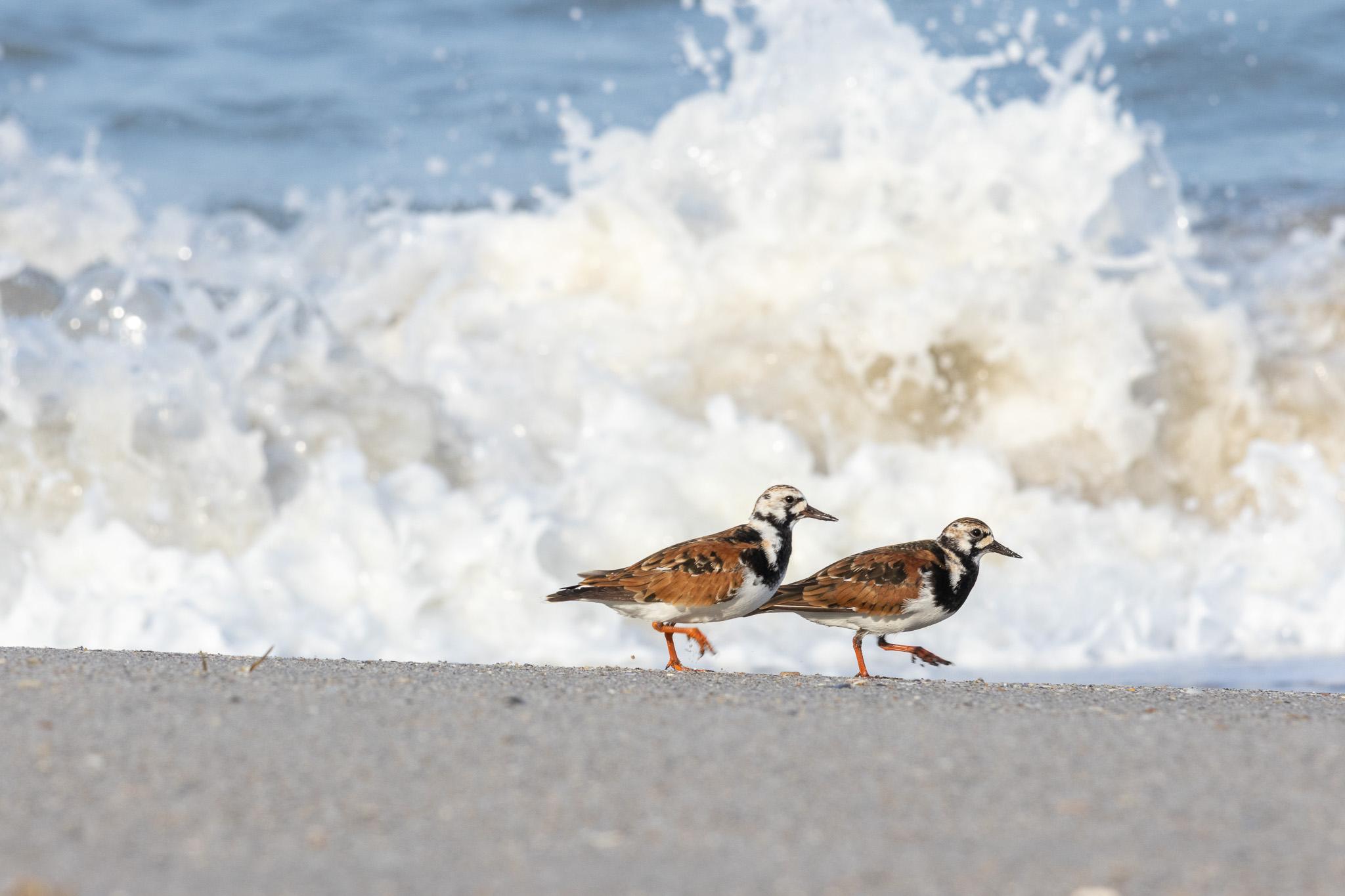 Two ruddy turnstones, rust-and-black shorebirds with orange legs, walking in step along the sand as a wave breaks white behind them.