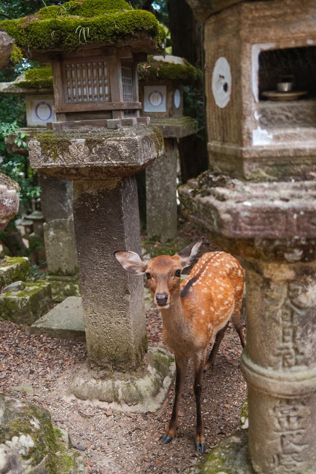 A young spotted deer standing between tall, moss-covered stone lanterns, looking straight at the camera.