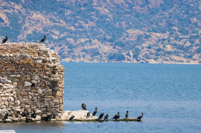 Dozens of black cormorants, a grey heron and a few white egrets perched on a crumbling stone tower and the rocks at its base, beside a blue lake with rocky hills behind.